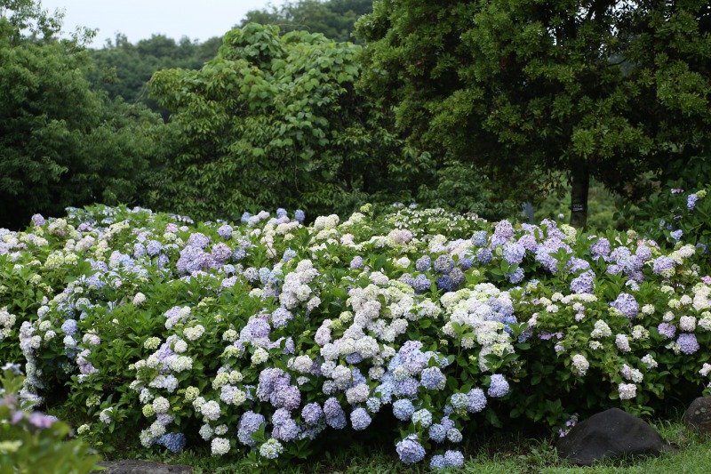 🏞️ 잠자리못 공원(톤보이케 코엔) 이미지 12